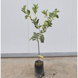 Limone Rosso, Albero in... 2