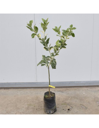 Albero di Limone Rosso in fitocella-Alberi di Agrumi | Mondo Piante