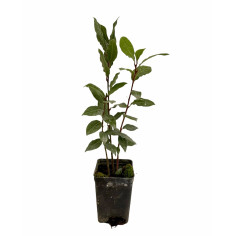 Kit 10 Piante di Alloro Vaso 7 cm: Vendita | Mondo Piante