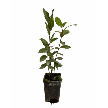Kit 10 Piante di Alloro Vaso 7 cm: Vendita | Mondo Piante