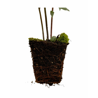 Vendita 10 Piante di Alloro in Vaso 7cm - Piante Da Siepe|Mondo Piante