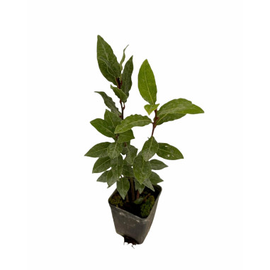 Vendita 10 Piante di Alloro in Vaso 7cm - Piante Da Siepe|Mondo Piante