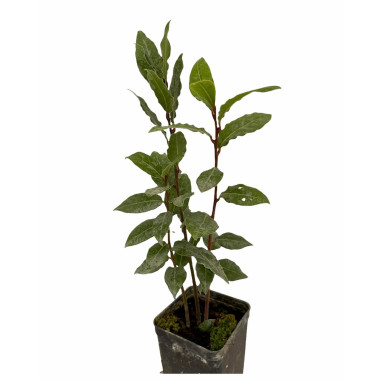 Vendita 10 Piante di Alloro in Vaso 7cm - Piante Da Siepe|Mondo Piante