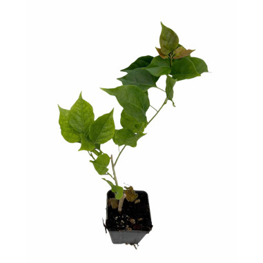 10 Piante Bouganvillea in Vaso 7-Pianta Rampicante Online|Mondo Piante