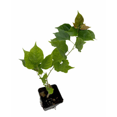 10 Piante Bouganvillea in Vaso 7-Pianta Rampicante Online|Mondo Piante