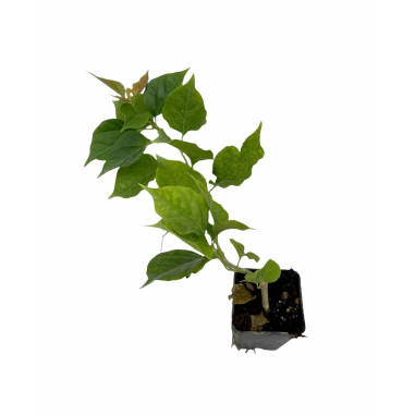 10 Piante Bouganvillea in Vaso 7-Pianta Rampicante Online|Mondo Piante