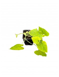 10 Piante di Aristolochia...