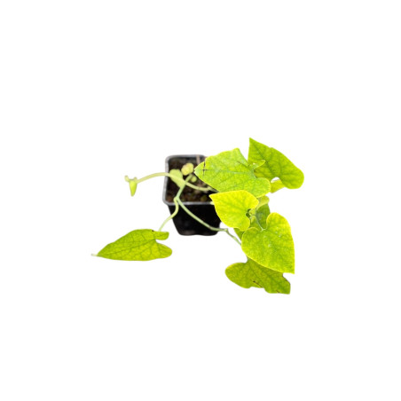 10 Piante di Aristolochia Gigantea Vaso 7cm-Pianta Online|Mondo Piante