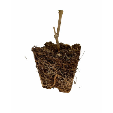 10 Piante di Bignonia Capensis Vaso 7cm-Pianta Rampicante|Mondo Piante