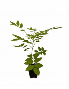 copy of wisteria Plant Vase...