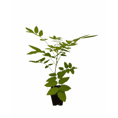 Vendita 10 Piante di Glicine  Vaso 7cm - Piante Online |Mondo Piante