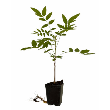 Kit 10 Piante Glicine Vaso 7 cm | Mondo Piante