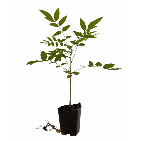 Kit 10 Piante Glicine Vaso 7 cm | Mondo Piante