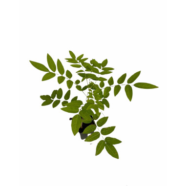 Vendita 10 Piante di Glicine  Vaso 7cm - Piante Online |Mondo Piante