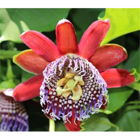 Kit 10 Piante Passiflora Quadrangularis Vaso 7 cm | Mondo Piante