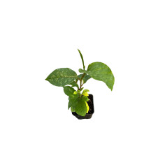 Kit 10 Piante Passiflora Quadrangularis Vaso 7 cm | Mondo Piante