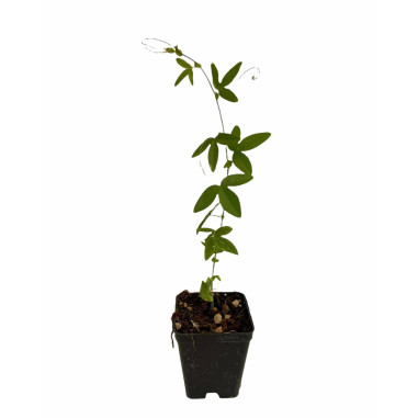 Kit 10 Piante Passiflora Caerulea Vaso 7 cm | Mondo Piante