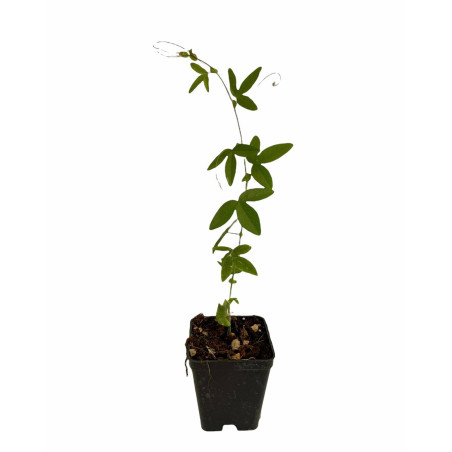 Kit 10 Piante Passiflora Caerulea Vaso 7 cm | Mondo Piante
