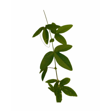 Kit 10 Piante Passiflora Caerulea Vaso 7 cm | Mondo Piante