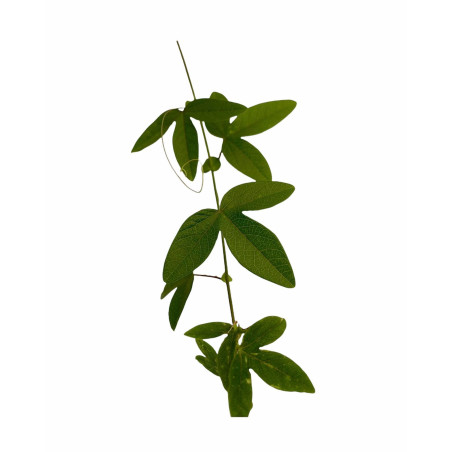 Kit 10 Piante Passiflora Caerulea Vaso 7 cm | Mondo Piante