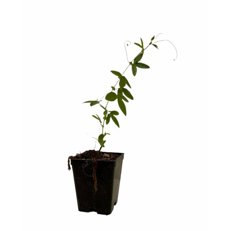 Kit 10 Piante Passiflora Caerulea Vaso 7 cm | Mondo Piante