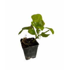 Kit 10 Piante Passiflora Edulis Vaso 7 cm | Mondo Piante 2