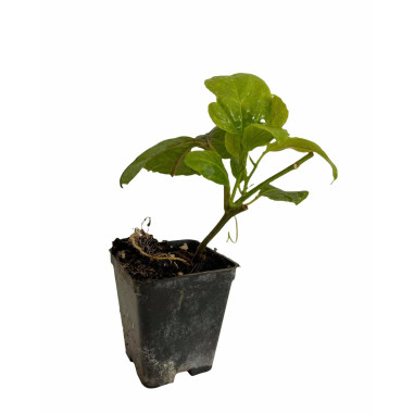 10 piante di Passiflora Edulis Vaso 7cm-Piante Rampicanti|Mondo Piante