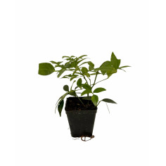Kit 10 Piante Pandorea Jasminoides Vaso 7 cm | Mondo Piante 2