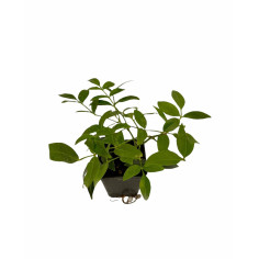 Kit 10 Piante Pandorea Jasminoides Vaso 7 cm | Mondo Piante