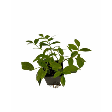Sale Of Pandorea Jasminoides Plant - Climbing Plant| Mondo Piante