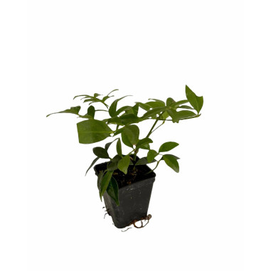 Sale Of Pandorea Jasminoides Plant - Climbing Plant| Mondo Piante