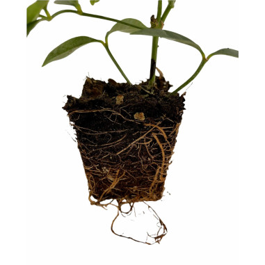 Sale Of Pandorea Jasminoides Plant - Climbing Plant| Mondo Piante