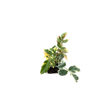 Sale Of Pandorea Jasminoides Plant - Climbing Plant| Mondo Piante