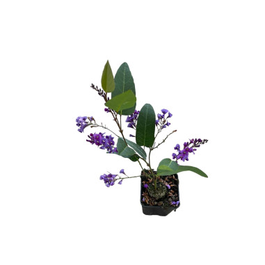 Kit 10 Piante Hardenbergia Vaso 7 cm | Mondo Piante