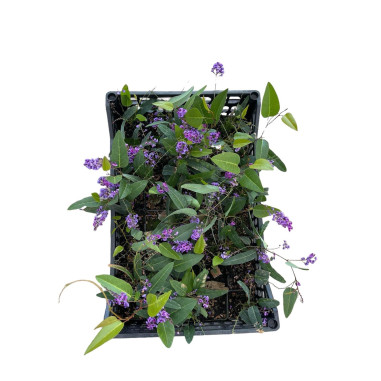 10 Piante di Hardenbergia in Vaso 7cm- Piante Rampicanti |Mondo Piante
