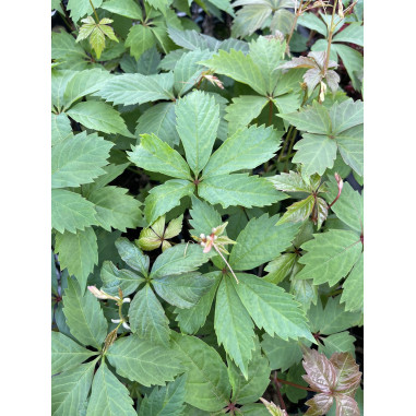 10 Piante di Ampelopsis Vaso 7cm - Piante Da Cespuglio|Mondo Piante