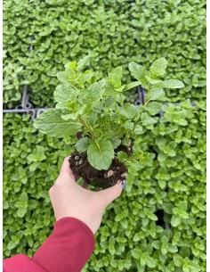 10 Piante Menta Mojito in...