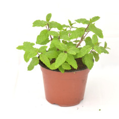 Kit 10 Piante Menta Piperita Vaso 7 cm | Mondo Piante