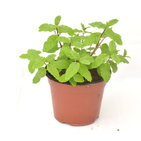 10 Piante di Menta Piperita in Vaso 7cm-Piante Aromatiche| Mondo Piante