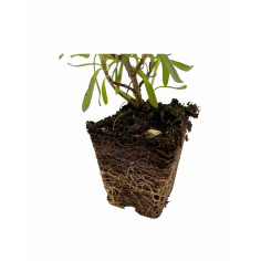 Offerta 10 Piante di Lavanda Vaso 7 | Bordure | Mondo Piante 2