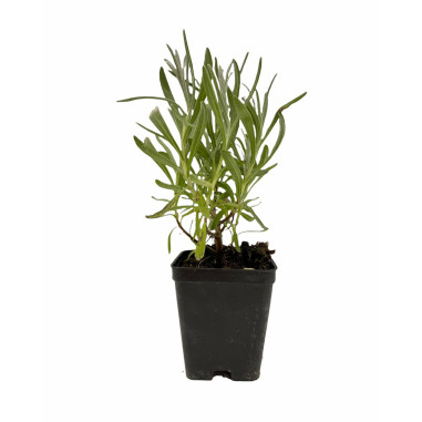 Offerta 10 Piante di Lavanda Vaso 7 | Bordure | Mondo Piante