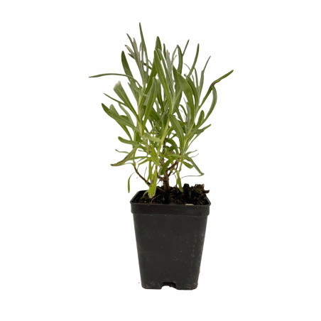 Offerta 10 Piante di Lavanda Vaso 7 | Bordure | Mondo Piante