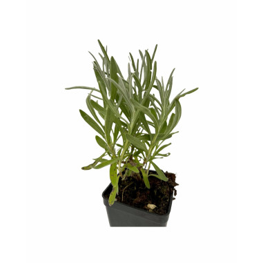 10 Piante di Lavanda Vaso 7cm-  Piante Aromatiche Online| Mondo Piante