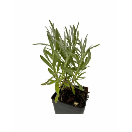 Offerta 10 Piante di Lavanda Vaso 7 | Bordure | Mondo Piante