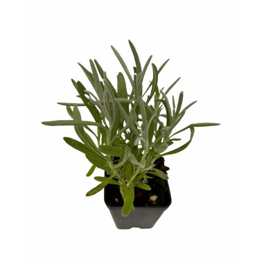 10 Piante di Lavanda Vaso 7cm-  Piante Aromatiche Online| Mondo Piante