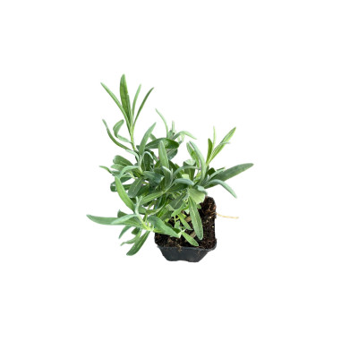 10 Piante di Lavanda Vaso 7cm-  Piante Aromatiche Online| Mondo Piante