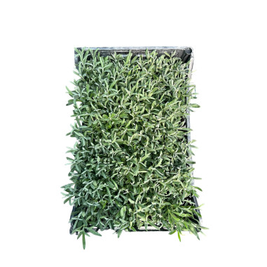 10 Piante di Lavanda Vaso 7cm-  Piante Aromatiche Online| Mondo Piante