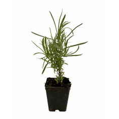 Kit 10 Piante Elicriso Vaso 7 cm | Mondo Piante 2