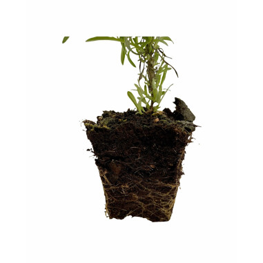 10 Piante di Elicriso in Vaso 7cm - Piante Aromatiche | Mondo Piante