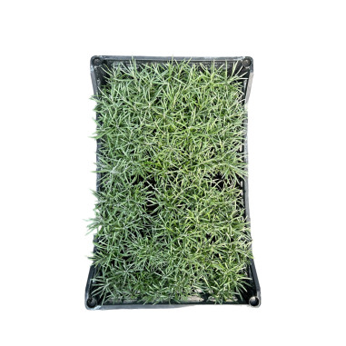 10 Piante di Elicriso in Vaso 7cm - Piante Aromatiche | Mondo Piante